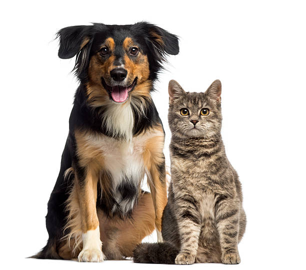 Grooming, Boarding, & Home Services!
