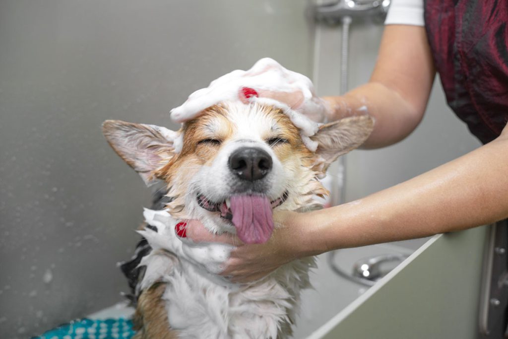 PetSquad Grooming Service